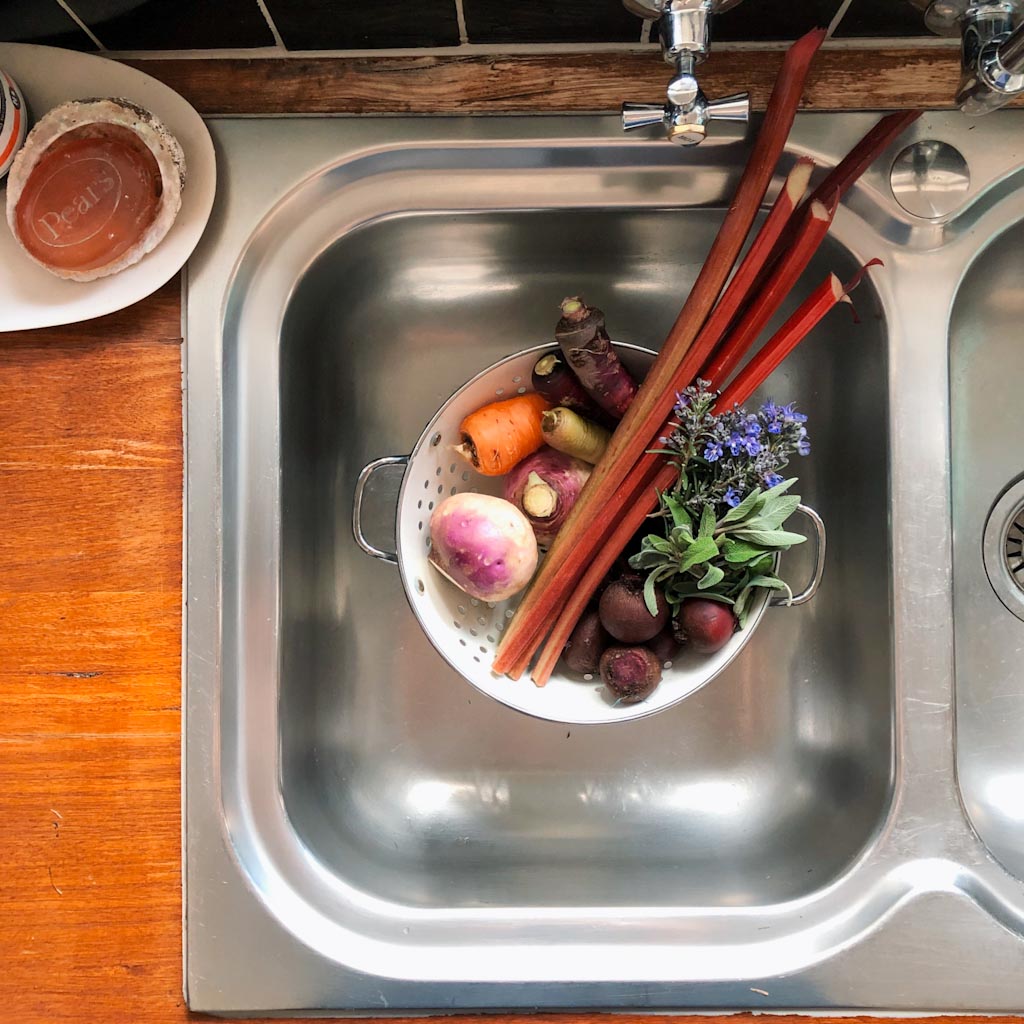 Harvested vegetables, turnip, carrot, beetroot, rhubarb and herbs in colandar in sink