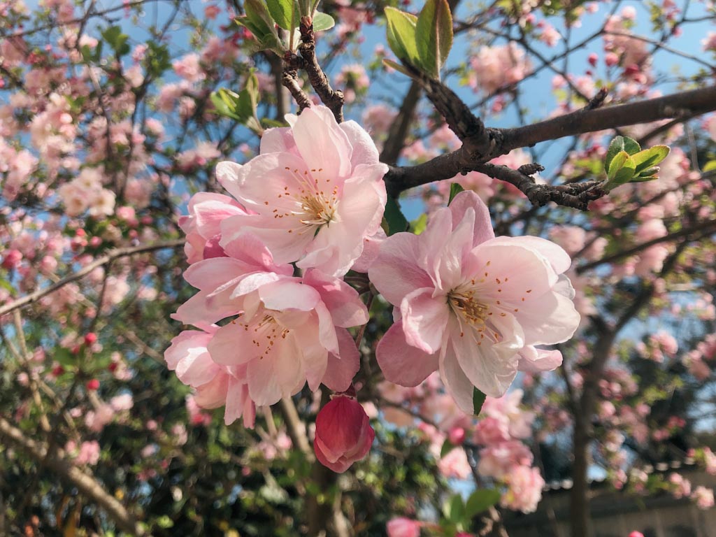 Soft pink blossoms on tree