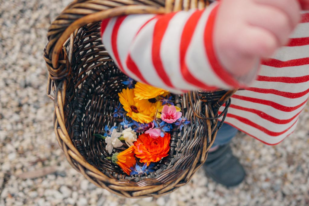 Toddler with small wicker basket containing spring flowers: calendulas, cherry blossoms, jonquils and borage flowers